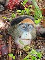 P28 Head of a poached monkey. Sometimes locals find these monkeys deah in the jungle and they become a source for the monkey po